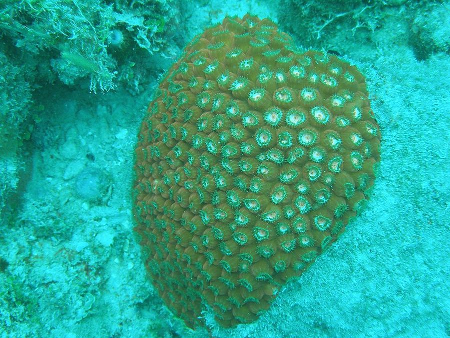 ภาพ พีhyllocoenia