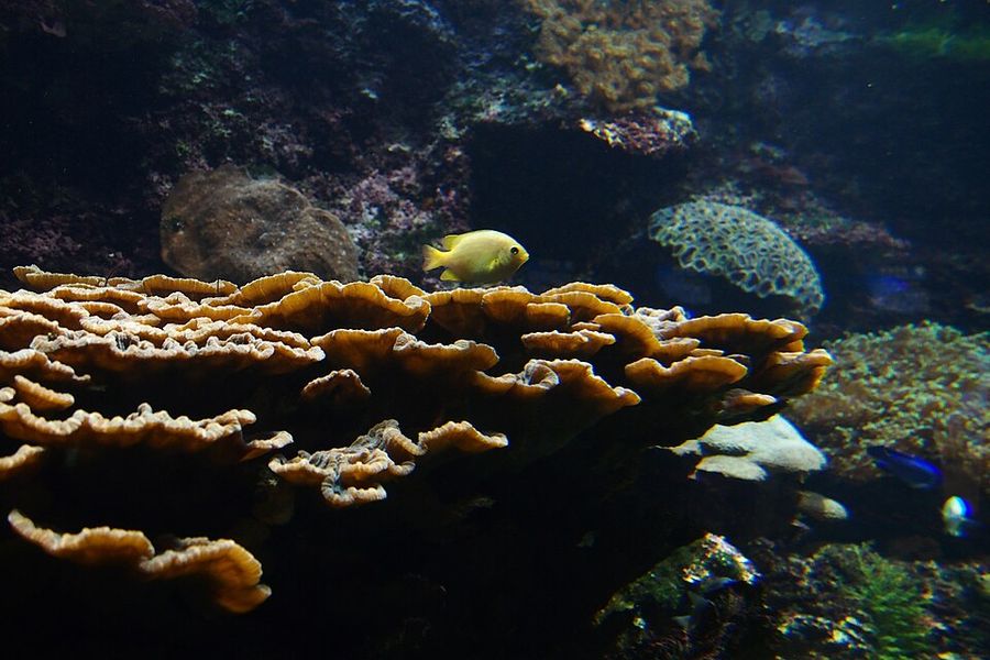 ภาพ พีhysophyllia