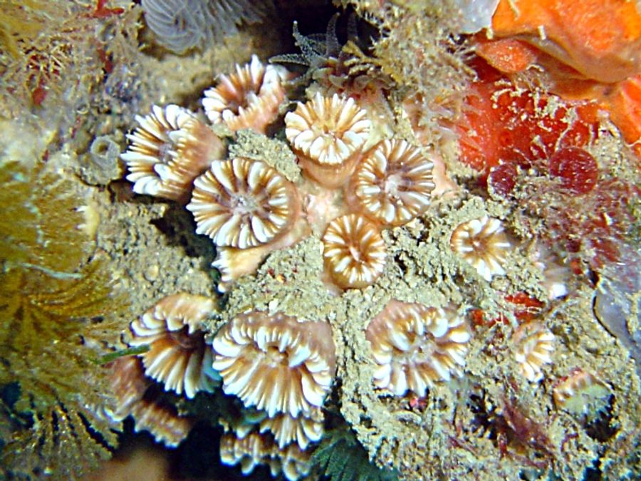 ภาพ พีolycyathus