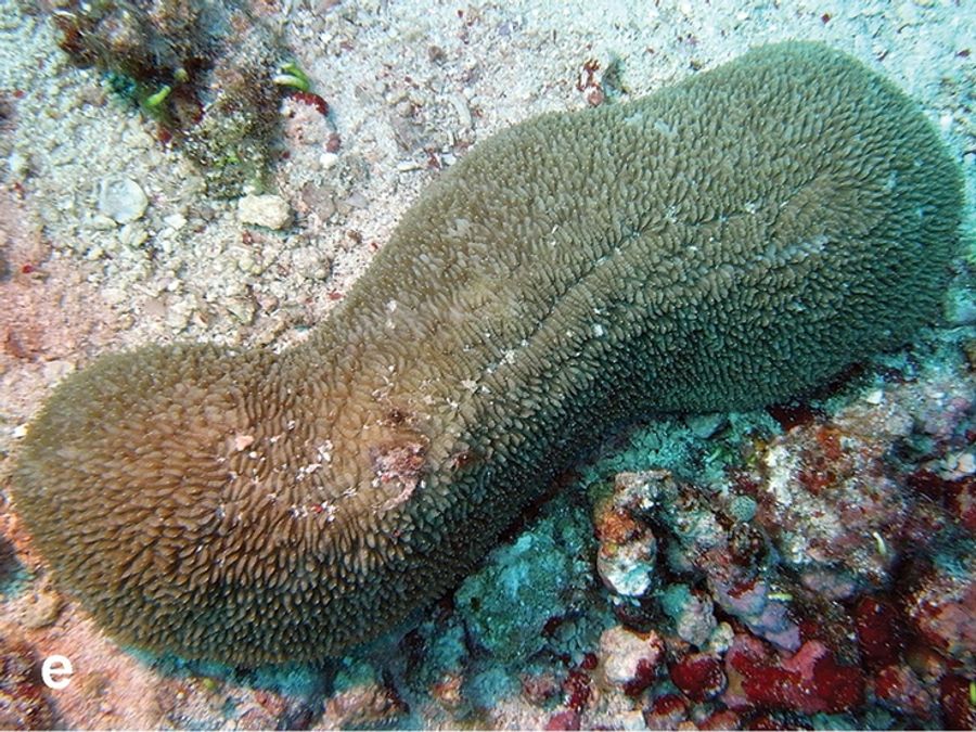 ภาพ พีolyphyllia