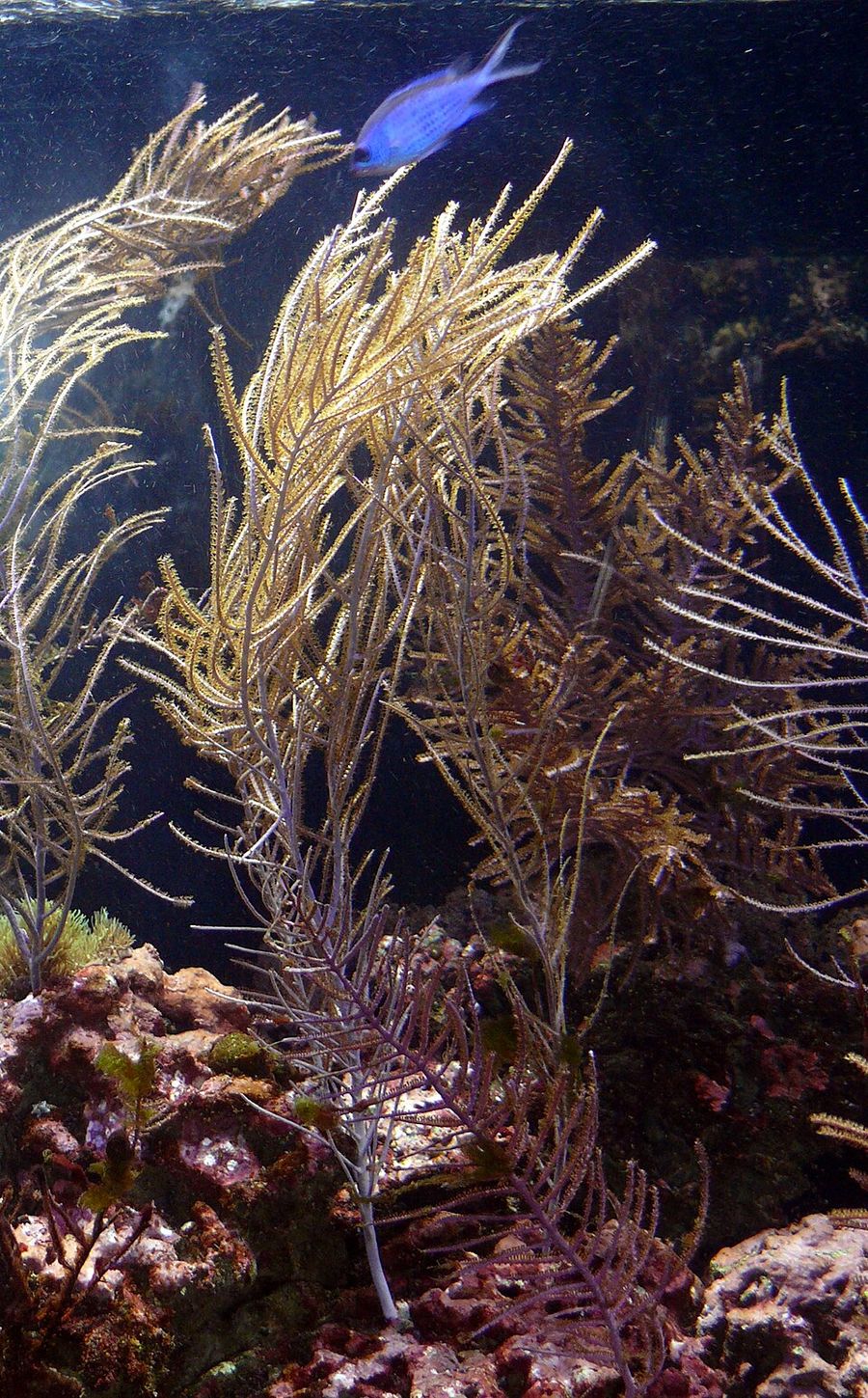 ภาพ พีseudopterogorgia