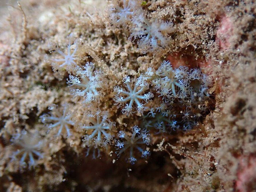 ภาพ เอสarcothelia