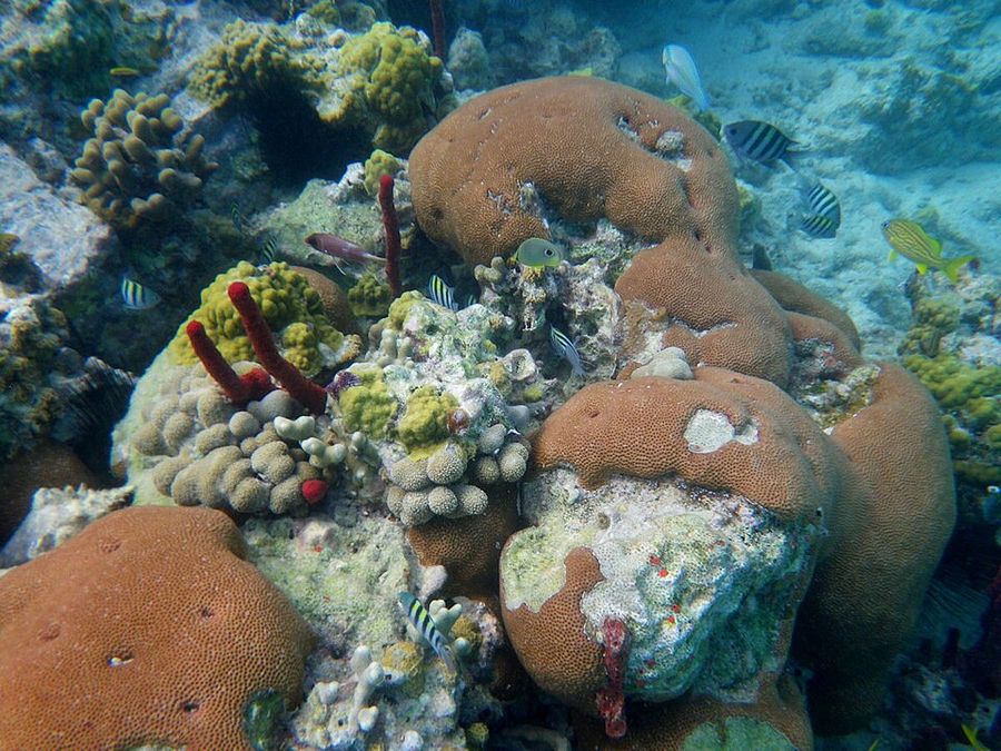 ภาพ เอสiderastrea