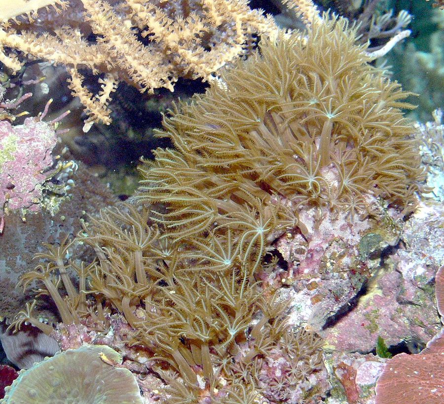 ภาพ เอสolenopodium