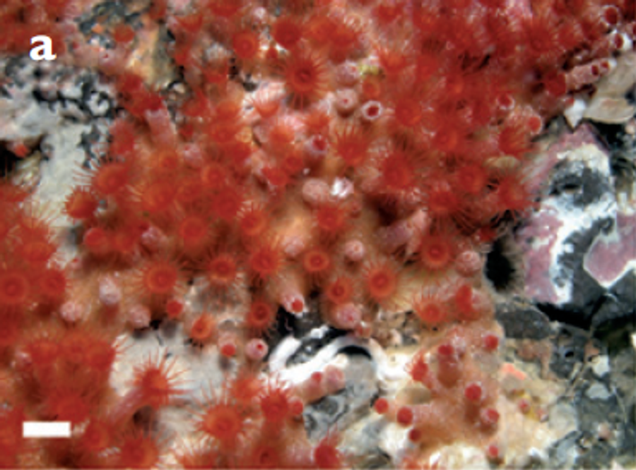 ภาพ ทีerrazoanthus