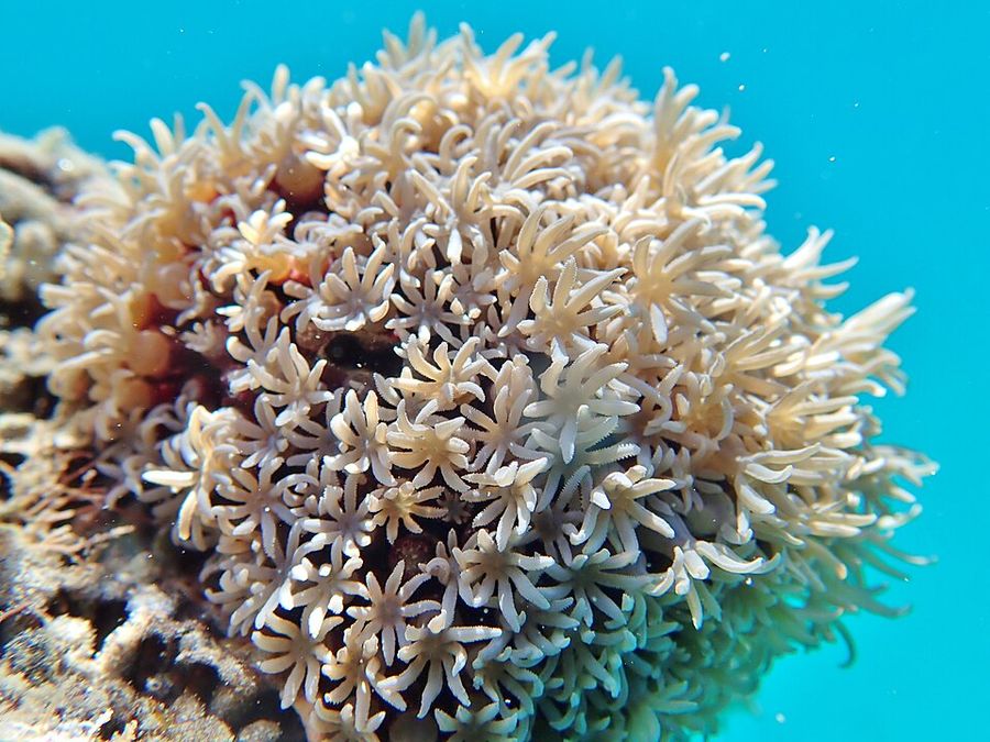 ภาพ ทีubipora
