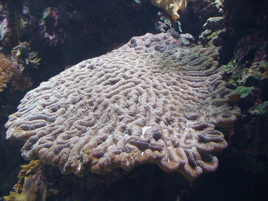 ภาพ ยูlophyllia