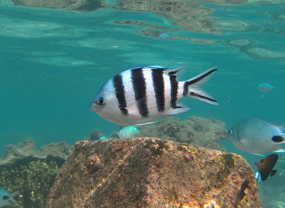 ภาพประกอบของ ปลาสลิดหินหกแถบ (Abudefduf sexfasciatus)