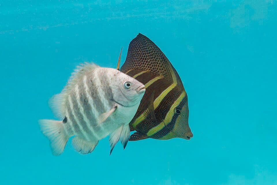 ภาพประกอบของ ปลาสลิดหินจุดดำ (Abudefduf sordidus)
