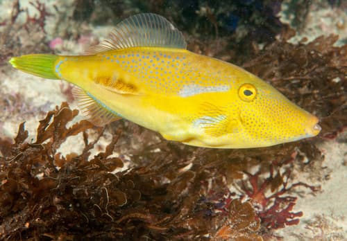 ภาพประกอบของ ปลาวัวหนังน้ำตาล (Acanthaluteres vittiger)