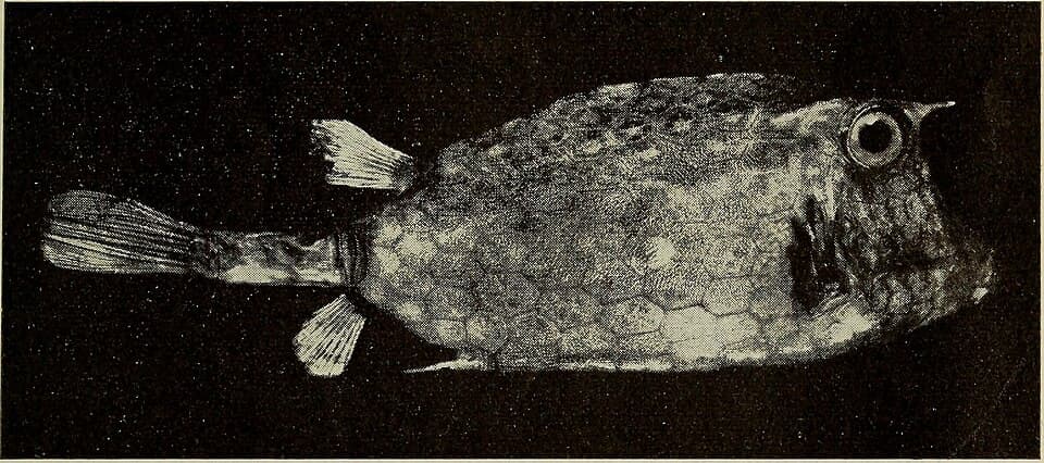 ภาพประกอบของ ปลากล่อง notacanthus (Acanthostracion notacanthus)