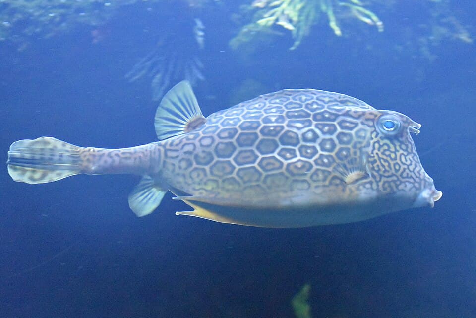ภาพประกอบของ ปลากล่อง polygonius (Acanthostracion polygonius)
