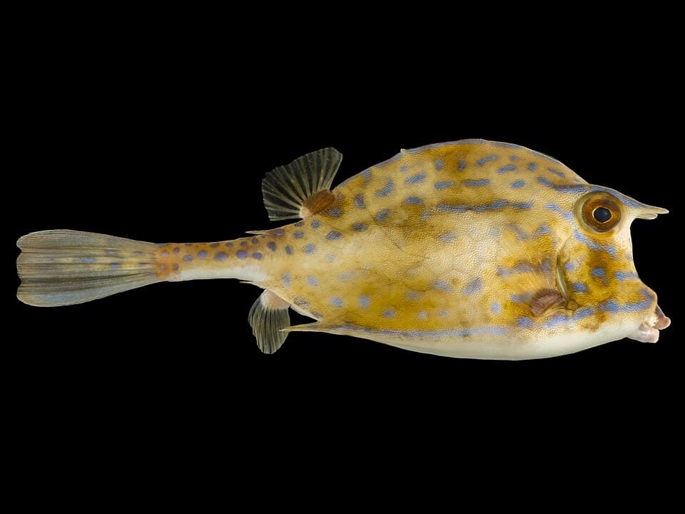 ภาพประกอบของ ปลากล่องหัวโต (Acanthostracion quadricornis)