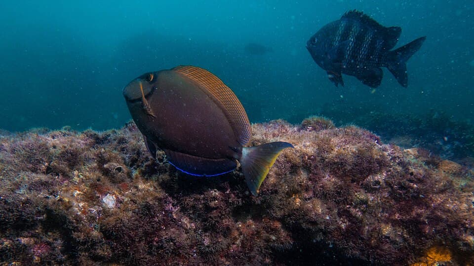 ภาพประกอบของ ปลาขี้ตังเบ็ด bahianus (Acanthurus bahianus)