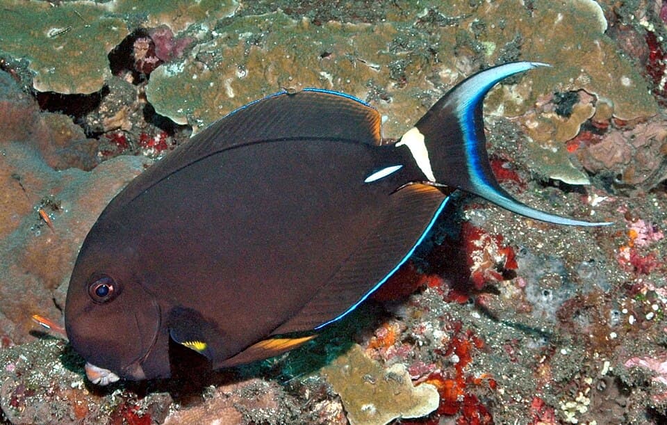 ภาพประกอบของ ปลาขี้ตังเบ็ดซีด (Acanthurus leucocheilus)