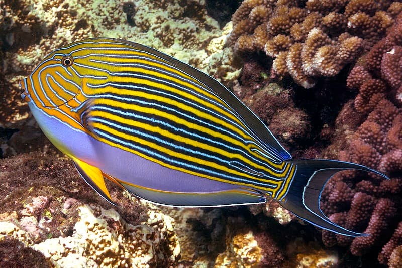 ภาพประกอบของ ปลาขี้ตังเบ็ดลายเส้น (Acanthurus lineatus)