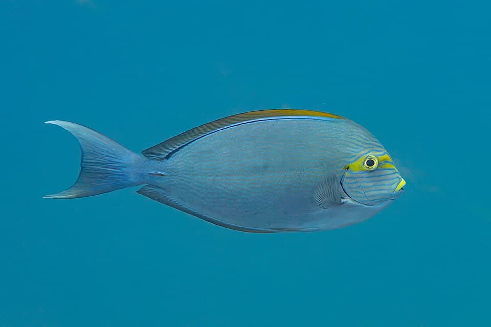 ภาพประกอบของ ปลาขี้ตังเบ็ดหน้าเหลือง (Acanthurus mata)