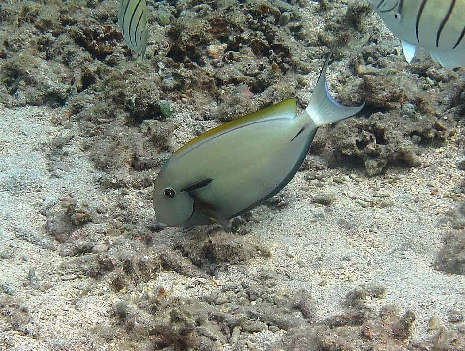 ภาพประกอบของ ปลาขี้ตังเบ็ดดำลายขวาง (Acanthurus nigricauda)