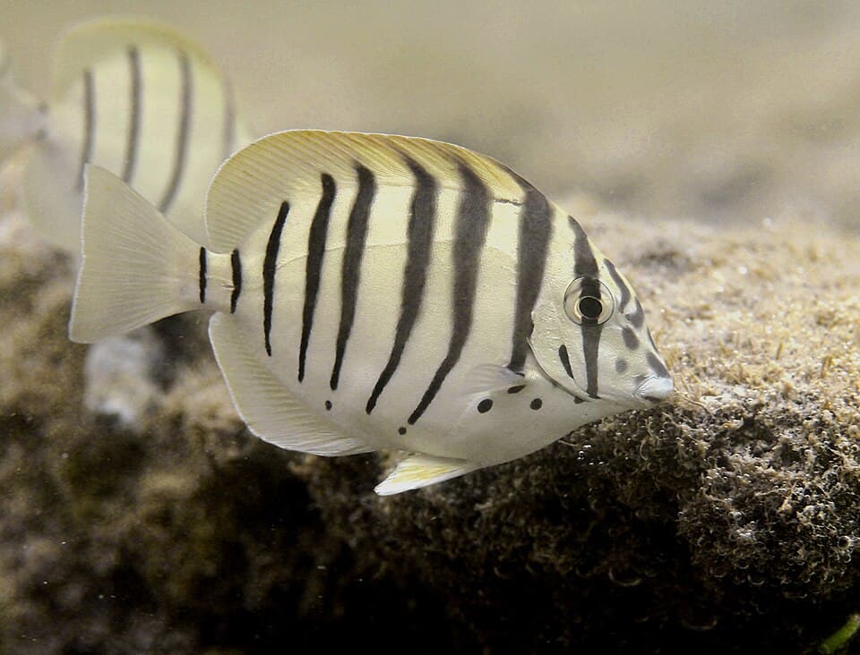 ภาพประกอบของ ปลาขี้ตังเบ็ด polyzona (Acanthurus polyzona)