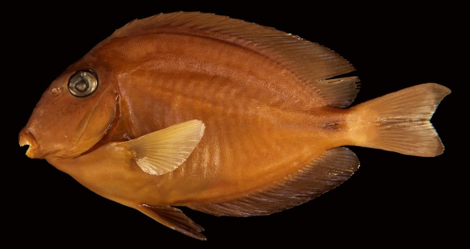 ภาพประกอบของ ปลาขี้ตังเบ็ด randalli (Acanthurus randalli)