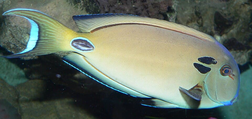 ภาพประกอบของ ปลาขี้ตังเบ็ด tennentii (Acanthurus tennentii)