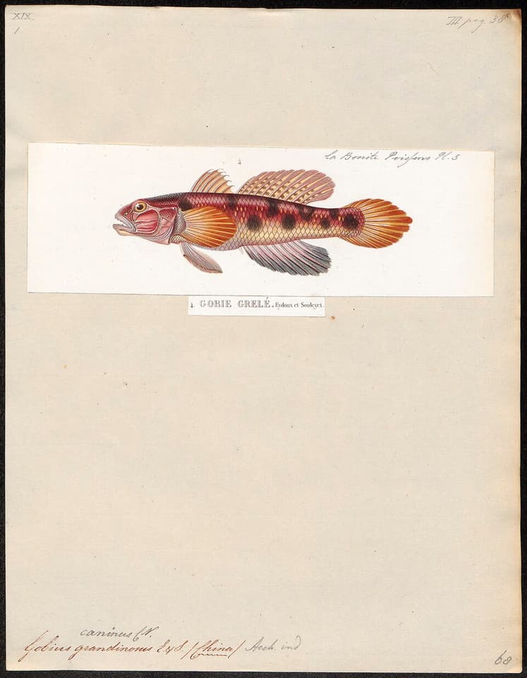 ภาพ ปลาบู่เขี้ยว (Acentrogobius caninus)