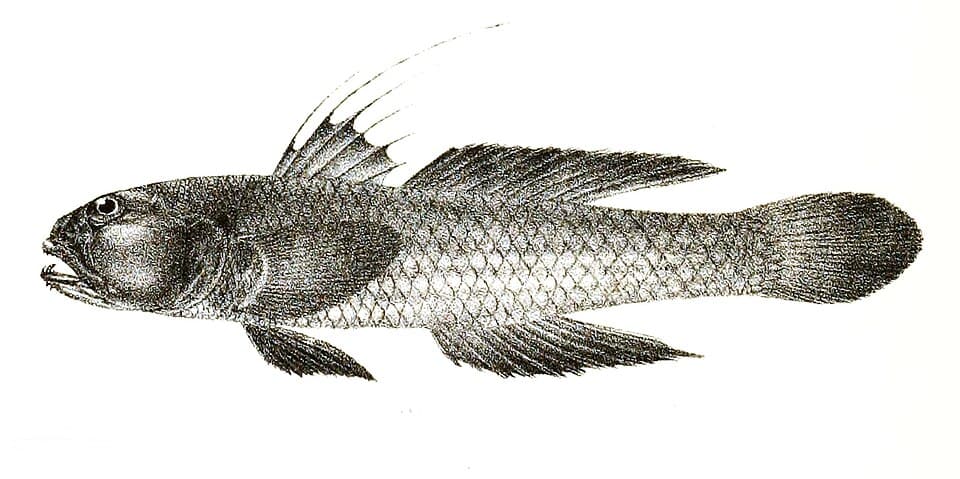 ภาพประกอบของ ปลาบู่ cyanomos (Acentrogobius cyanomos)
