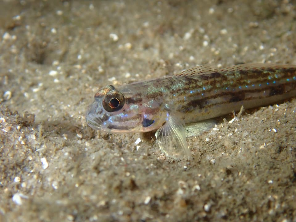 ภาพประกอบของ ปลาบู่ pflaumii (Acentrogobius pflaumii)