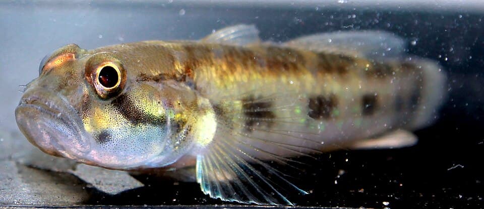 ภาพ ปลาบู่จุดเขียว (Acentrogobius viridipunctatus)