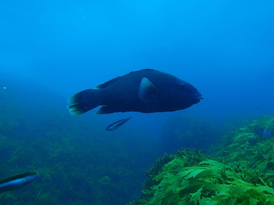 ภาพประกอบของ ปลานกขุนทองน้ำเงิน (Achoerodus gouldii)