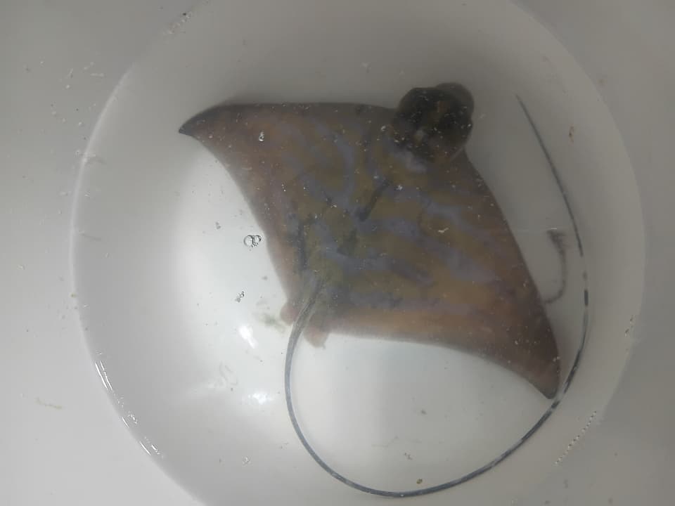 ภาพประกอบของ ปลา caeruleofasciatus (Aetomylaeus caeruleofasciatus)
