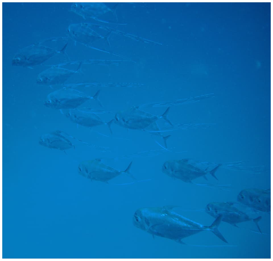 ภาพประกอบของ ปลา ciliaris (Alectis ciliaris)