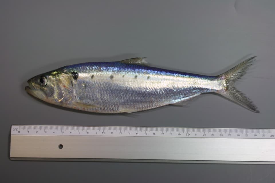 ภาพประกอบของ ปลา fallax (Alosa fallax)