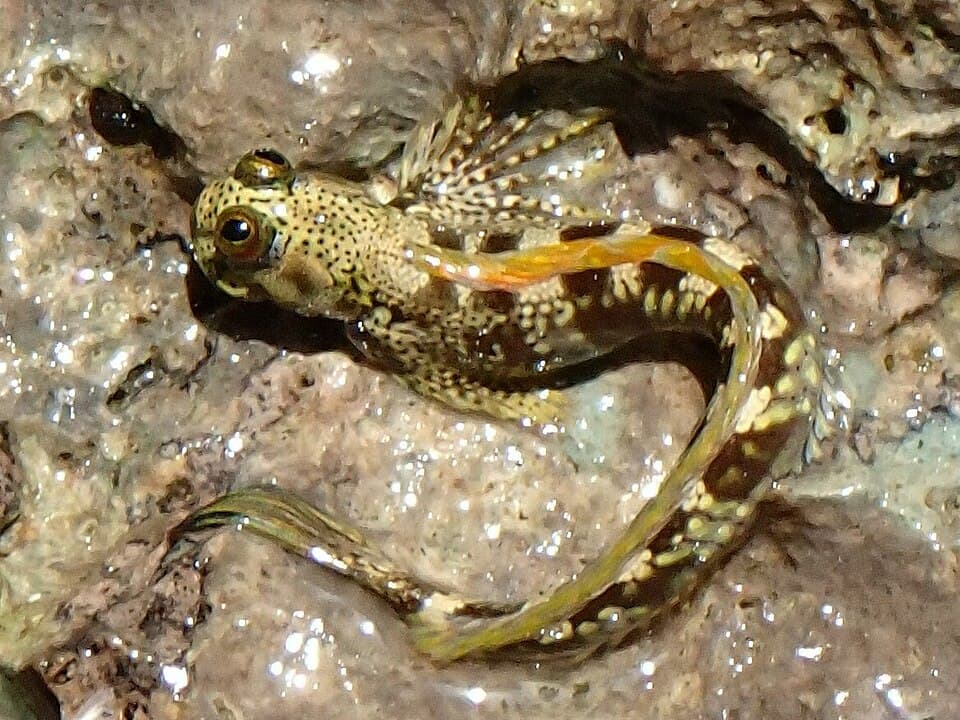 ภาพประกอบของ ปลาตั๊กแตนหิน sertatus (Alticus sertatus)