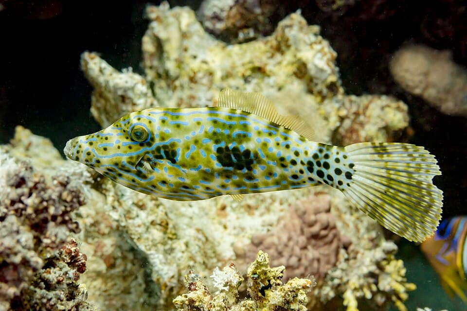 ภาพประกอบของ ปลาวัวหนัง scriptus (Aluterus scriptus)