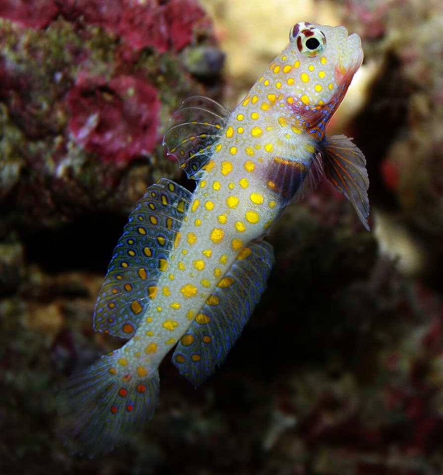 แผนที่การกระจายพันธุ์ของ ปลาบู่ครีบธงดำกุ้งบู่ (Amblyeleotris guttata)