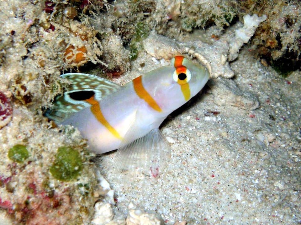 ภาพ ปลาบู่ครีบธงแรนดัลล์ (Amblyeleotris randalli)