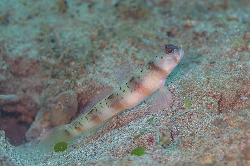 ภาพประกอบของ ปลาบู่ครีบธงบู่ (Amblyeleotris rubrimarginata)