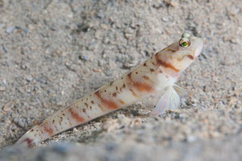 ภาพประกอบของ ปลาบู่ครีบธง stenotaeniata (Amblyeleotris stenotaeniata)