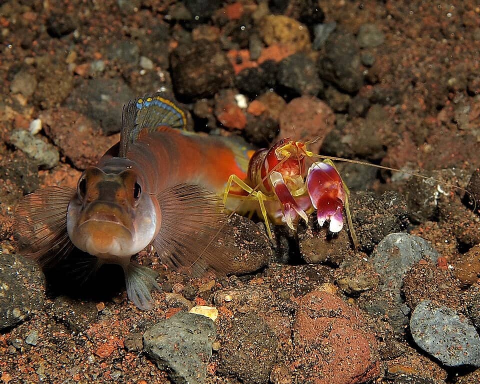 ภาพประกอบของ ปลาบู่ครีบธงกุ้งบู่ (Amblyeleotris yanoi)