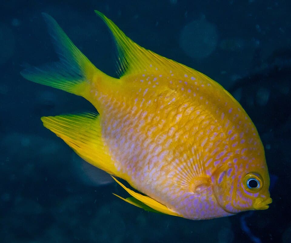 ภาพประกอบของ ปลาสลิดหินกลมสีทอง (Amblyglyphidodon aureus)