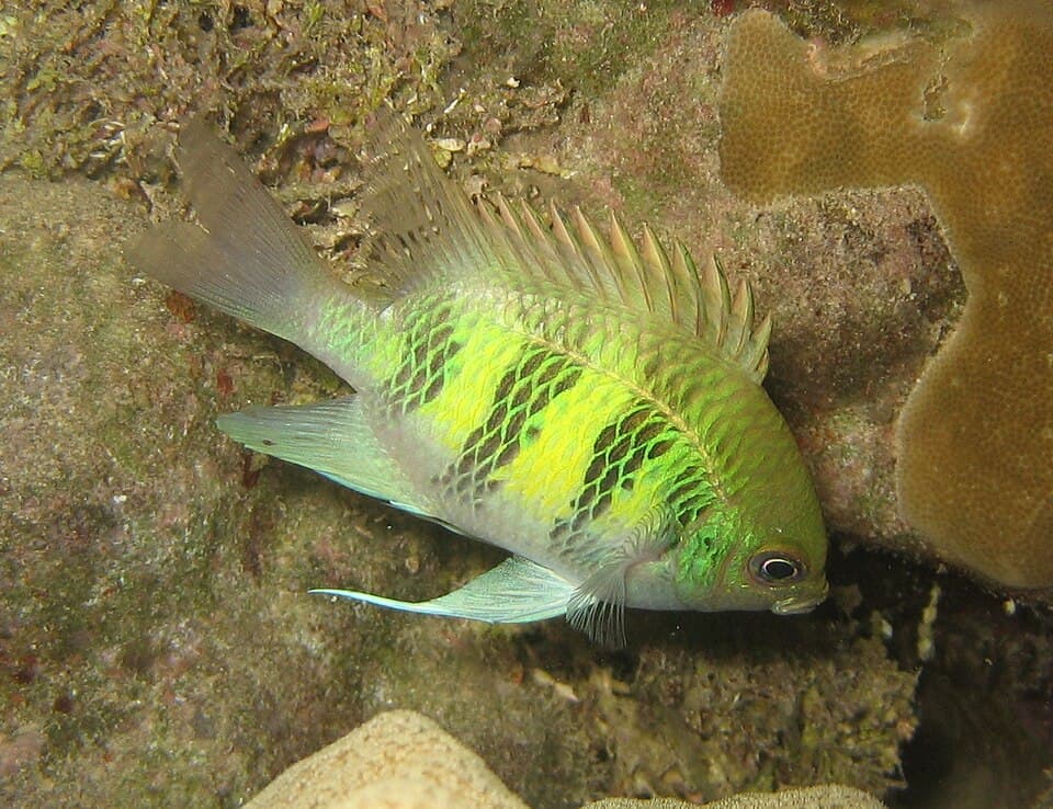 ภาพประกอบของ ปลาตะกรับเขียว (Amblyglyphidodon curacao)