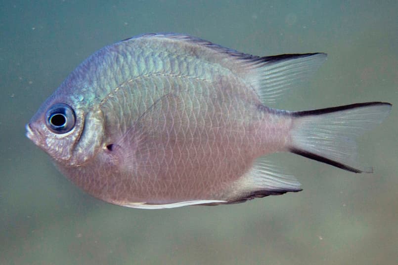 ภาพประกอบของ ปลาสลิดหินเขียว (Amblyglyphidodon indicus)