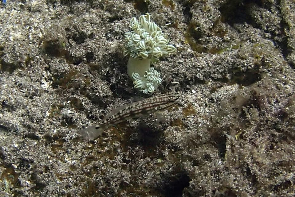 ภาพประกอบของ ปลาบู่บู่ (Amblygobius buanensis)