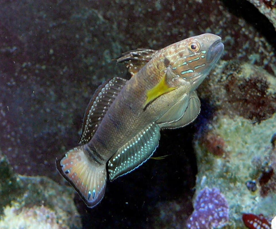 ภาพประกอบของ ปลาบู่ลายบั้งบู่ (Amblygobius phalaena)