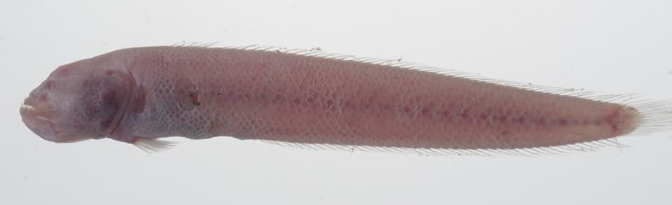 ภาพประกอบของ ปลาบู่ arctocephalus (Amblyotrypauchen arctocephalus)