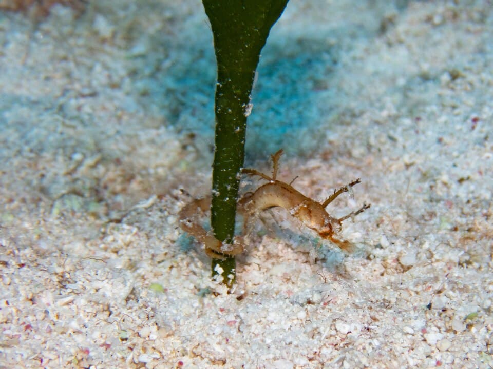 ภาพประกอบของ ปลาจิ้มฟันจระเข้แอตแลนติก (Amphelikturus dendriticus)