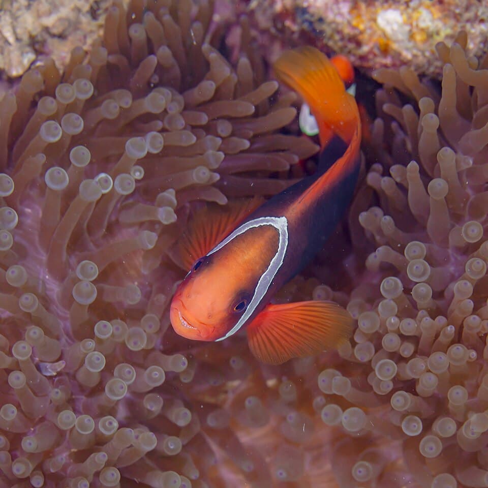 ภาพประกอบของ ปลาการ์ตูนแดง (มะเขือเทศ) (Amphiprion frenatus)