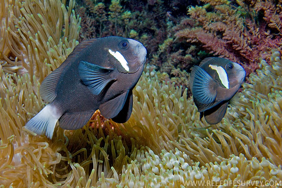 ภาพประกอบของ ปลาการ์ตูน mccullochi (Amphiprion mccullochi)
