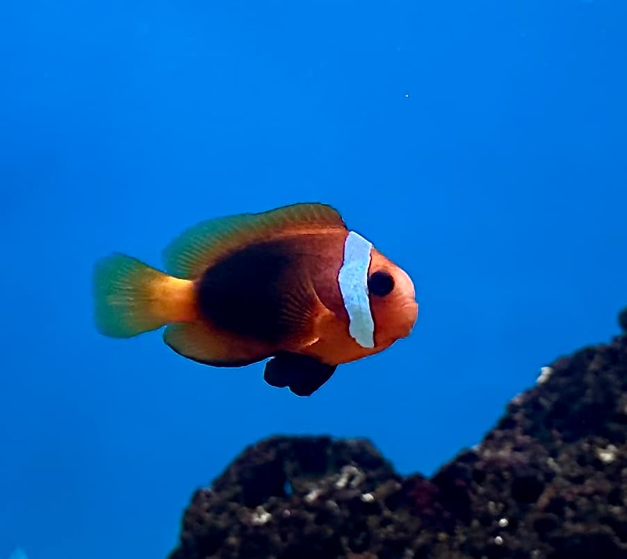 ภาพประกอบของ ปลาการ์ตูนแดงดำ (Amphiprion melanopus)